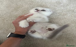 Scottish Fold cats for sale: Ready to go now! LAST Scottish Girl available - Image 5