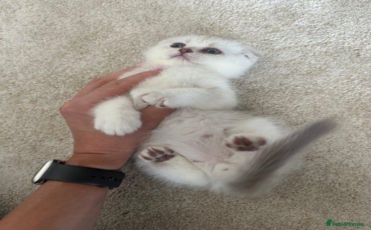 Scottish Fold cats - Advert 15