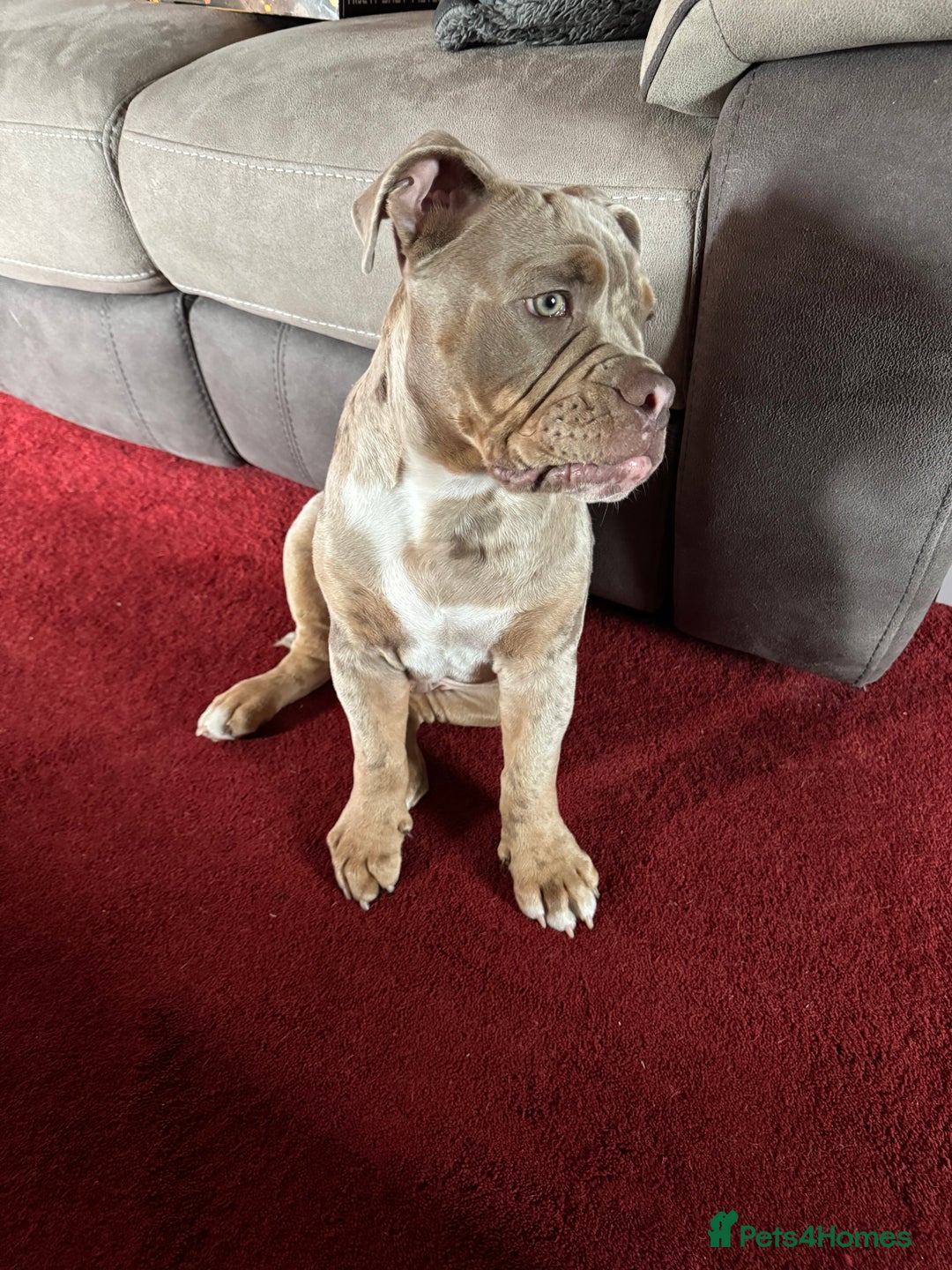 Olde English Bulldogge dogs for sale: Olde English bulldogge - Image 2