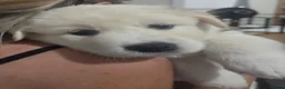 Mixed Breed dogs for sale: Beautiful rare Retriever/Collie & Samoyed Puppies. - Advert 6