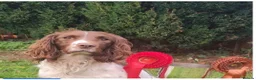 English Springer Spaniel dogs for sale: Well bred springer pups  - Advert 6
