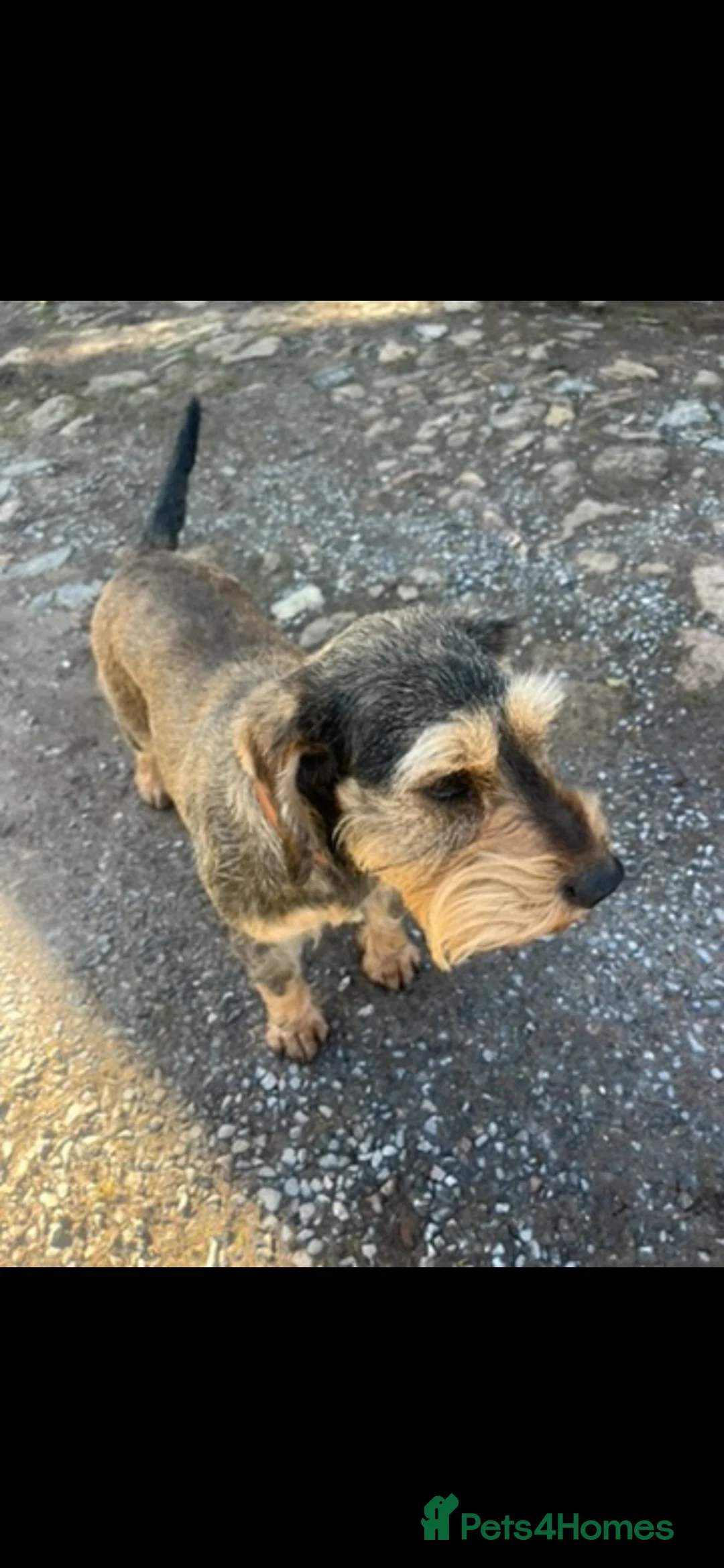 Mixed Breed dogs for sale: Adult mini schnauzer x cocker spaniel  - Advert 5