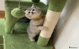 British Shorthair cats for sale: 3 GCCF British Shorthair Kittens– Champion Lines - Image 15