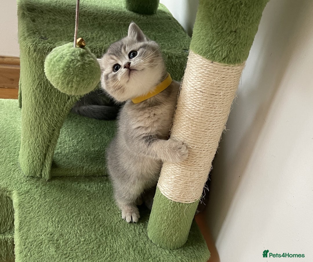 British Shorthair cats for sale: 3 GCCF British Shorthair Kittens– Champion Lines - Image 15