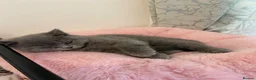 Scottish Fold cats for sale: Last Scottish fold x BSH female kittens available  - Advert 2