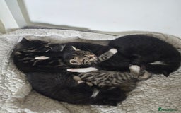 Mixed Breed cats for sale: Beautiful kittens ready now - Image 3
