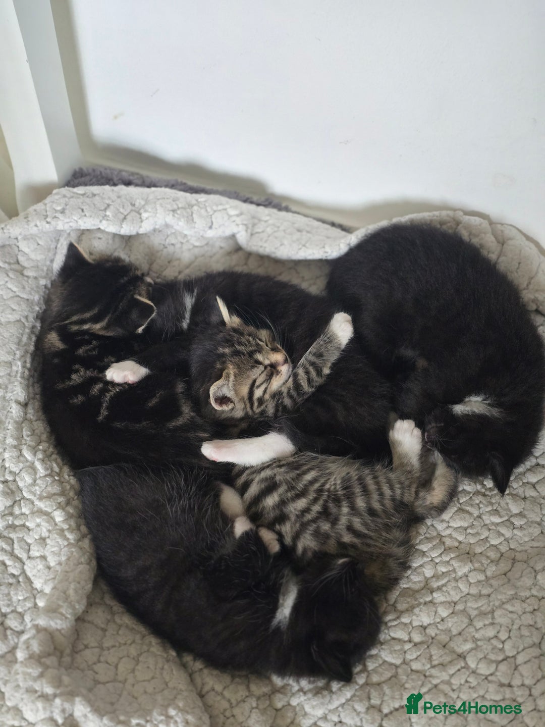 Mixed Breed cats for sale: Beautiful kittens ready now - Image 3