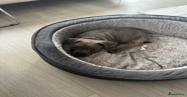 Staffordshire Bull Terrier dogs - Advert 5