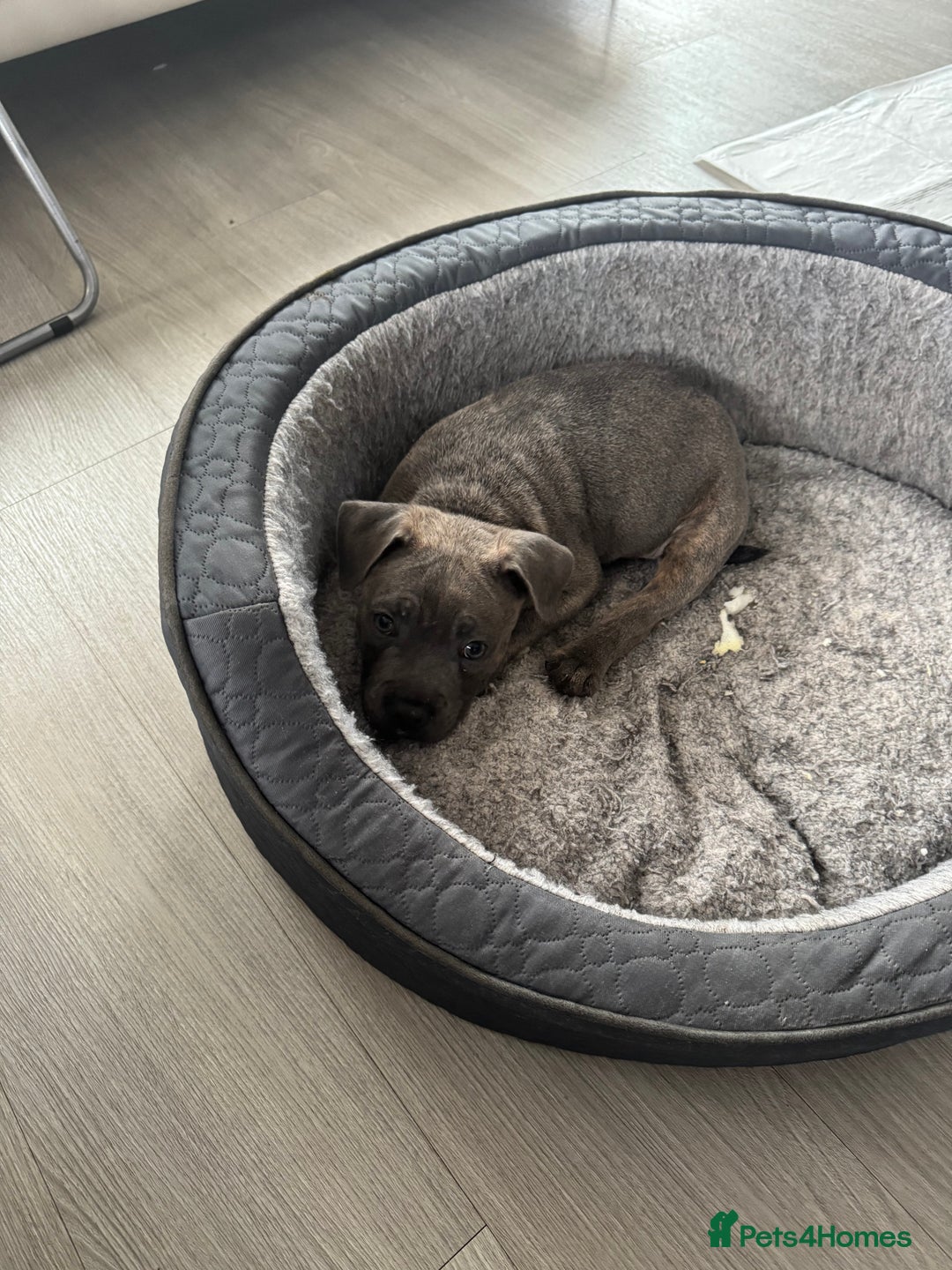 Staffordshire Bull Terrier dogs for sale: KC Reg  boy staff puppy for sale  - Image 2