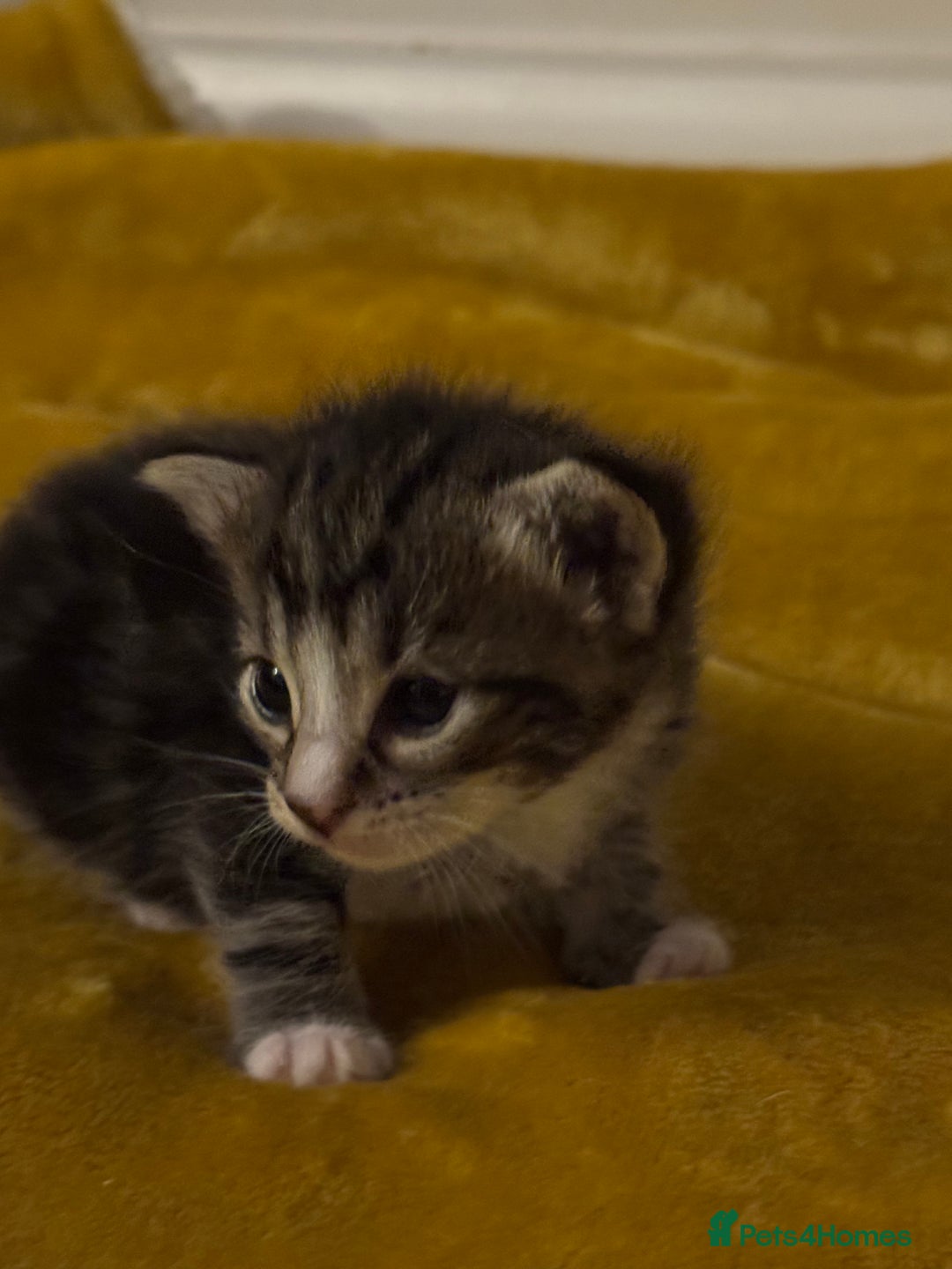 Mixed Breed cats for sale: Tabby Male Kitten - Image 5