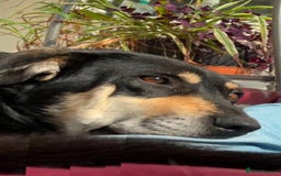 Mixed Breed dogs for adoption: 🐾 RODNEY (Roddy) Foster or Adopt - Image 3