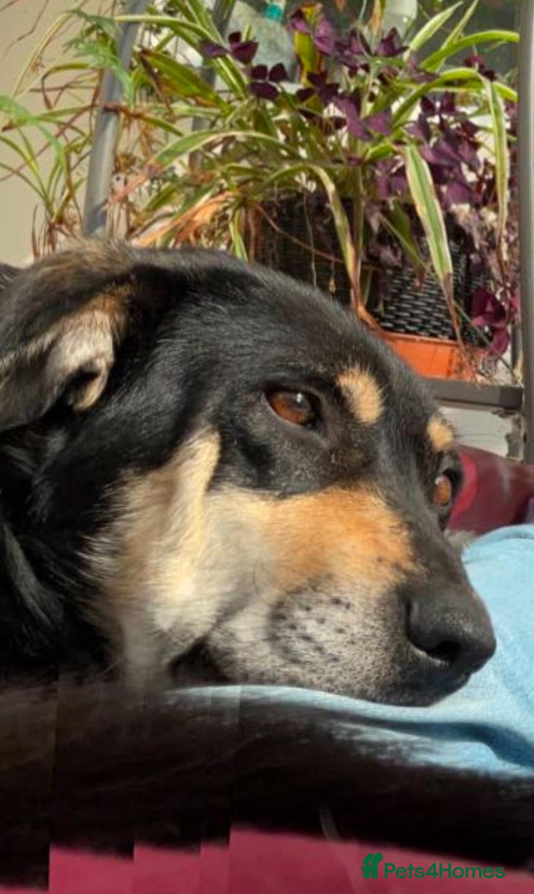 Mixed Breed dogs for adoption: 🐾 RODNEY (Roddy) Foster or Adopt - Image 3