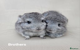 Chinchilla rodents for sale: Beautiful Chinchillas  in Bournemouth - Image 1