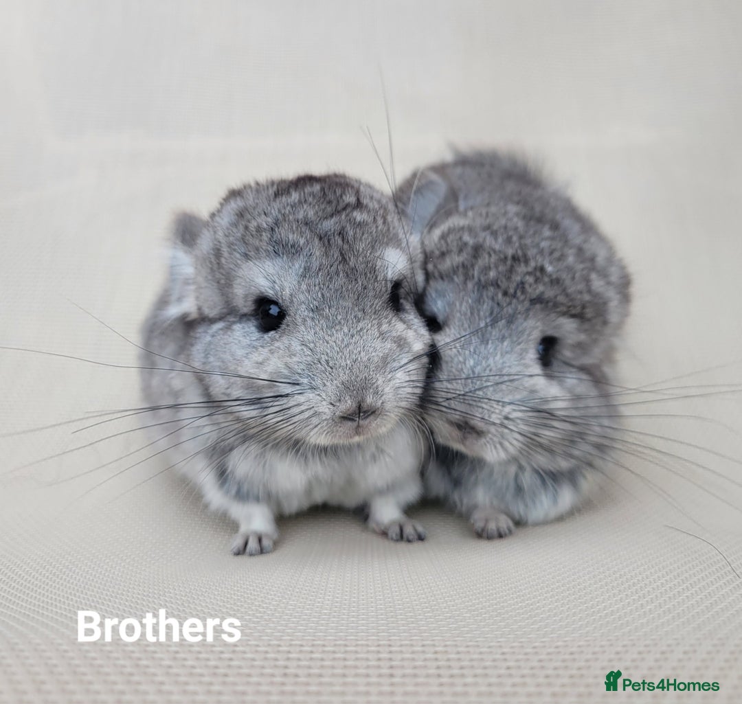 Chinchilla rodents for sale: Beautiful Chinchillas  in Bournemouth - Image 1