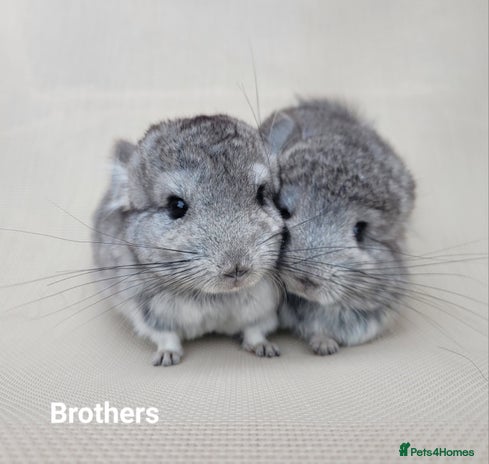 Chinchilla rodents in Bournemouth - Advert 7