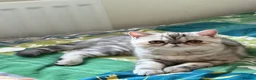 Exotic cats for sale: Gorgeous GCCF reg. kittens from Champions parents  - Advert 33