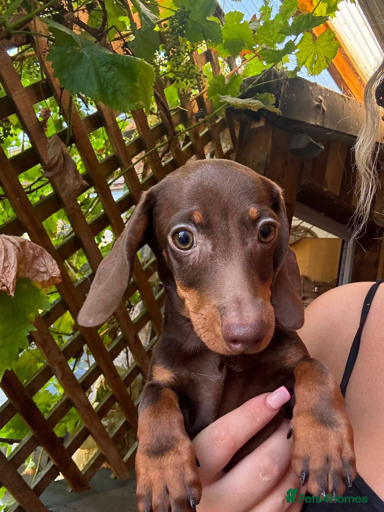 Miniature Dachshund dogs for sale: Miniature dachshund puppies  - Advert 1