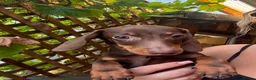 Miniature Dachshund dogs for sale: Miniature dachshund puppies  - Advert 1