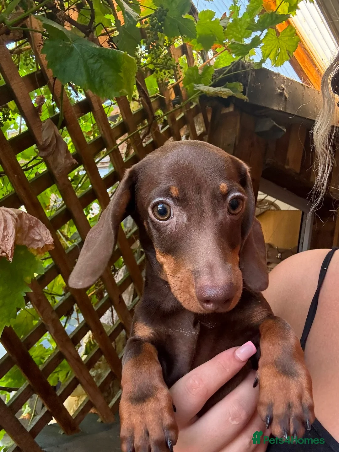 Miniature Dachshund dogs for sale: Miniature dachshund puppies  - Advert 1
