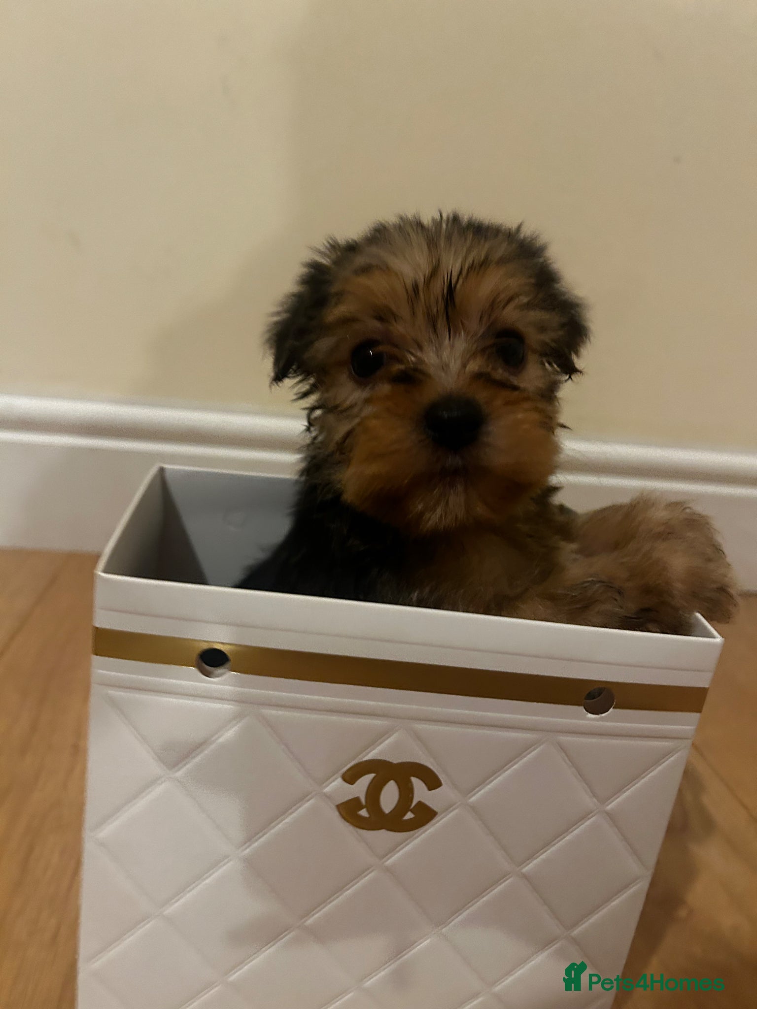 Yorkshire Terrier dogs Yorkshire pups for sale  - Advert 5