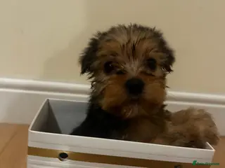 Yorkshire Terrier dogs Yorkshire pups for sale - Advert 5