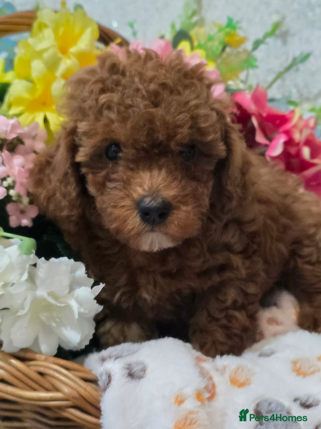 Toy Poodle dogs for sale: Kc reg deep red toy poodle council licensed  - Image 34