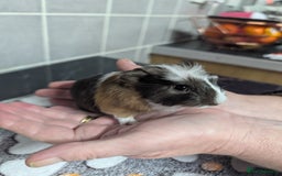 Guinea Pig rodents for sale: 4 baby boy guinea pigs  - Image 7