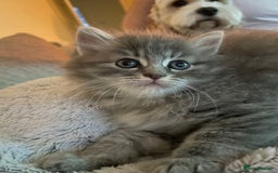 Ragdoll cats for sale: Ragdoll cross kittens  - Image 9