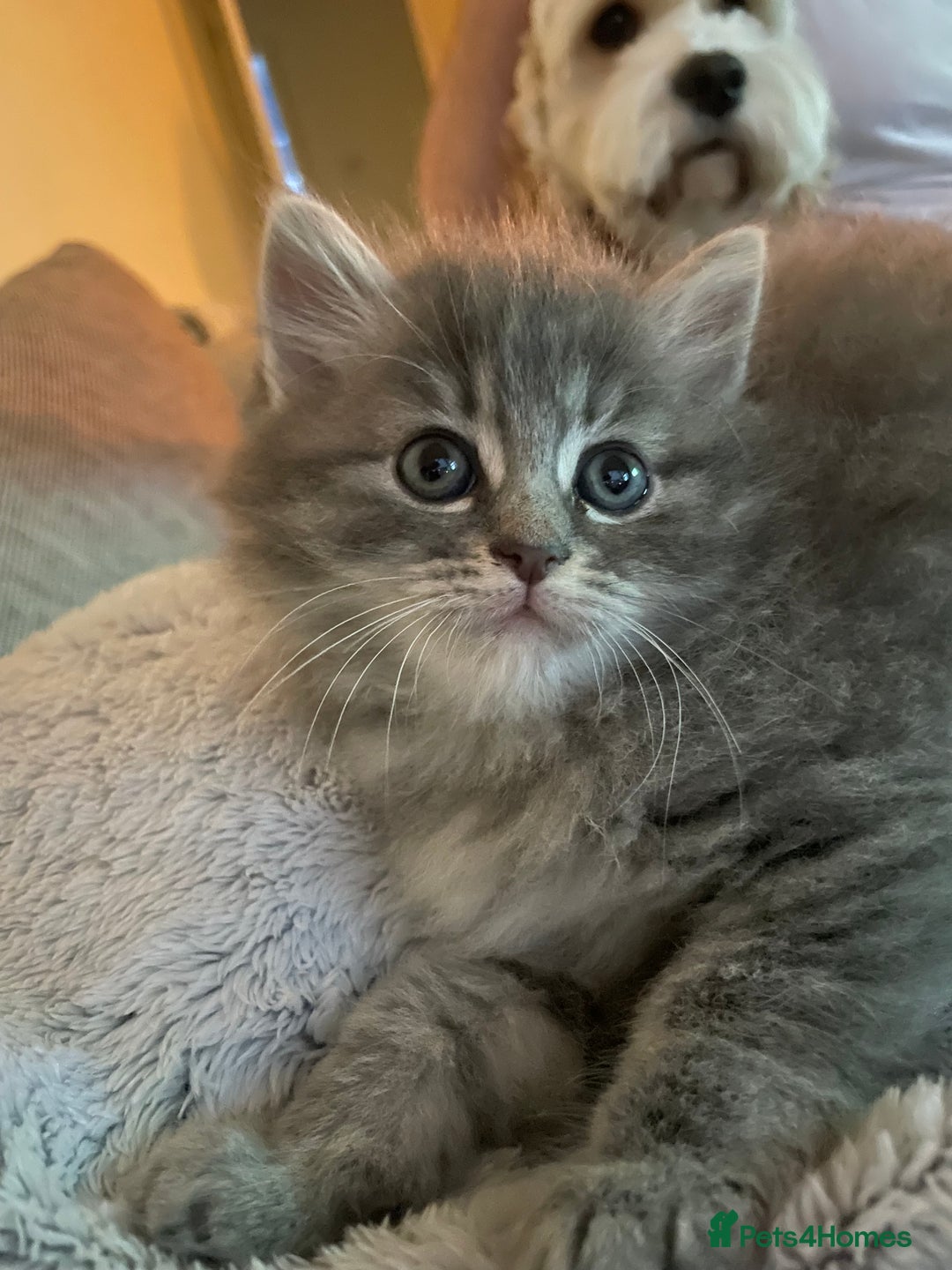 Ragdoll cats for sale: Ragdoll cross kittens  - Image 9