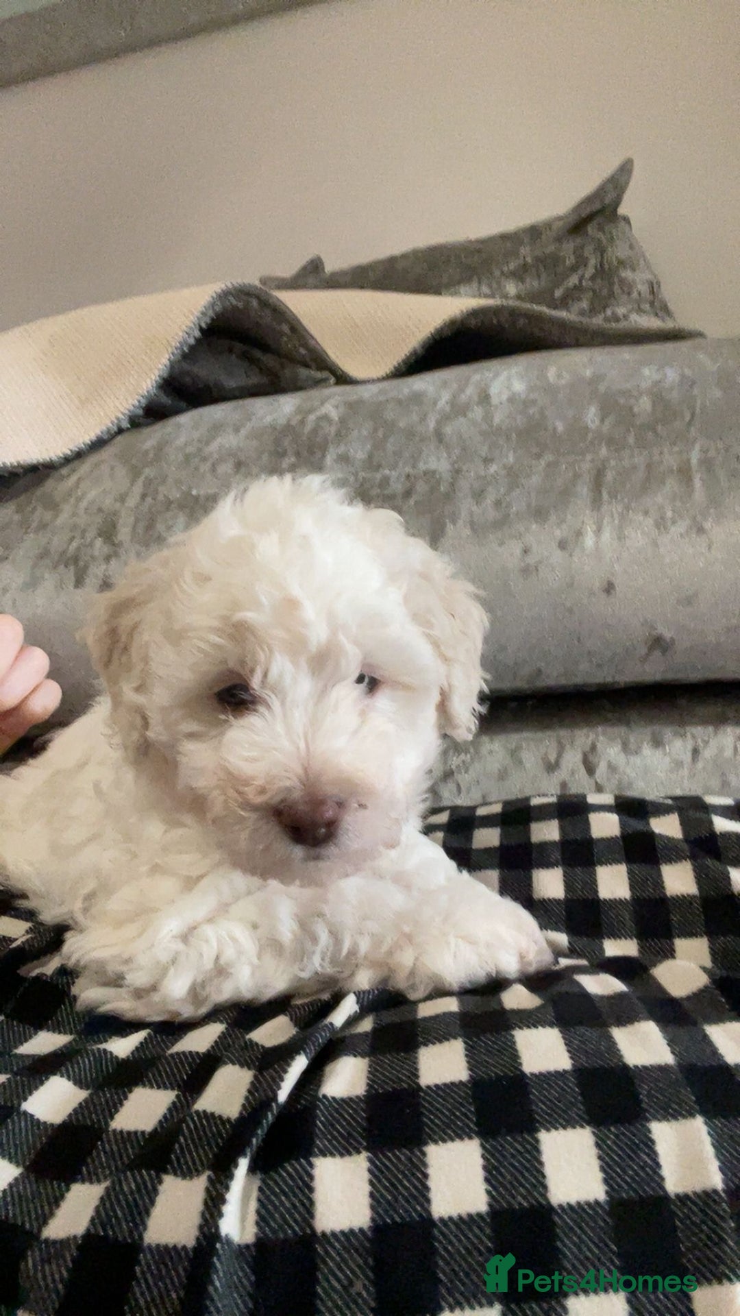 Cockapoo dogs for sale: 2 very happy boys avalible  - Image 5