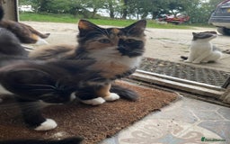 Mixed Breed cats for sale: Black and white kittens  - Image 10