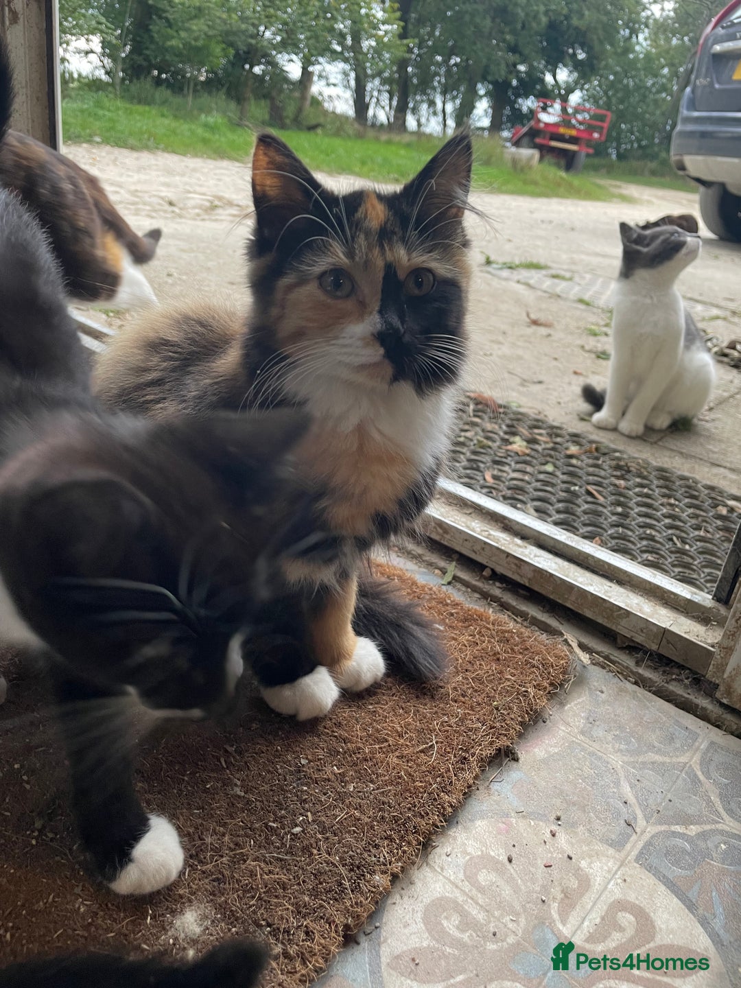 Mixed Breed cats for sale: Black and white kittens  - Image 10