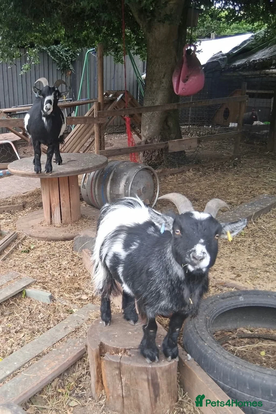 Goats livestock for sale: Two Pygmy Wethers in Cannock - Advert 2