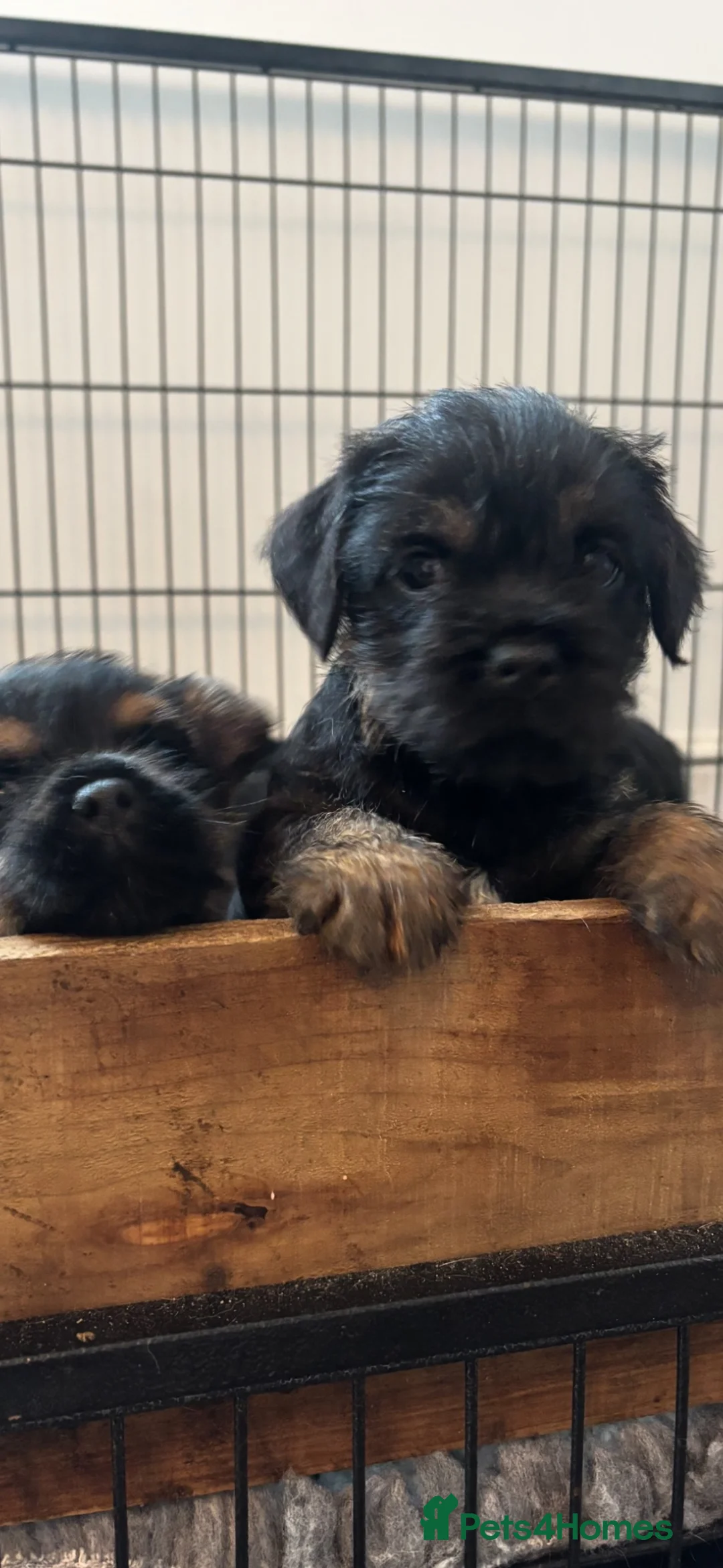 Border Terrier dogs for sale: Beautiful Border Terrier Puppies in Blackburn - Advert 2