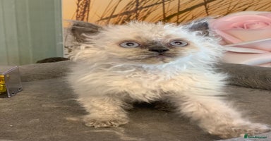 Selkirk Rex cats - Advert 16