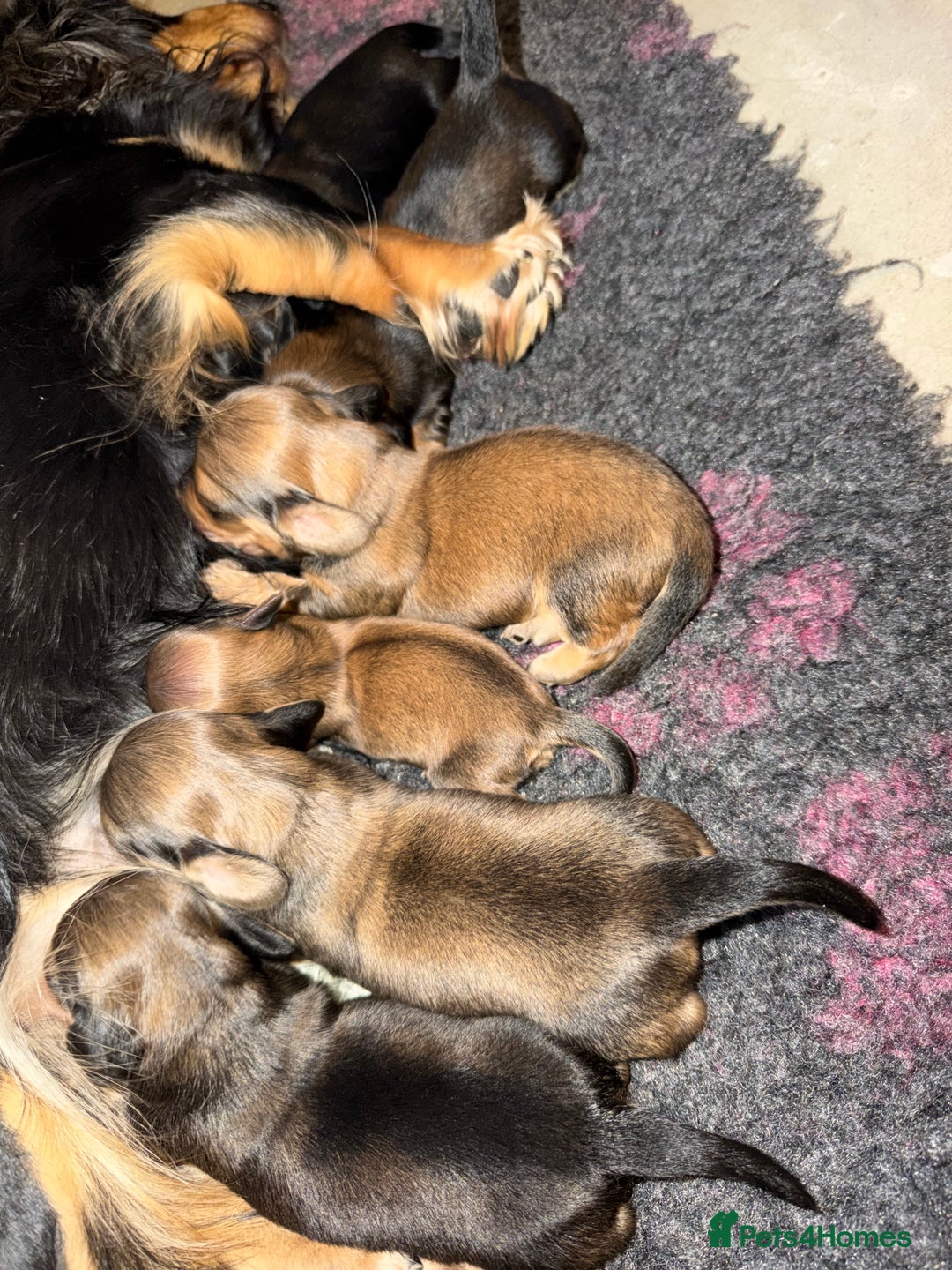 Miniature Dachshund dogs for sale: Exceptional mini long pups  - Image 5