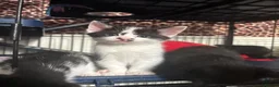 Mixed Breed cats for sale: Kittens - Advert 10