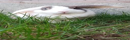 Mini Lop rabbits for sale: Female rabbit thumper male rabbit badger - Advert 3