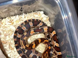 Corn Snake reptiles Very Tame Baby corn snakes - Advert 9
