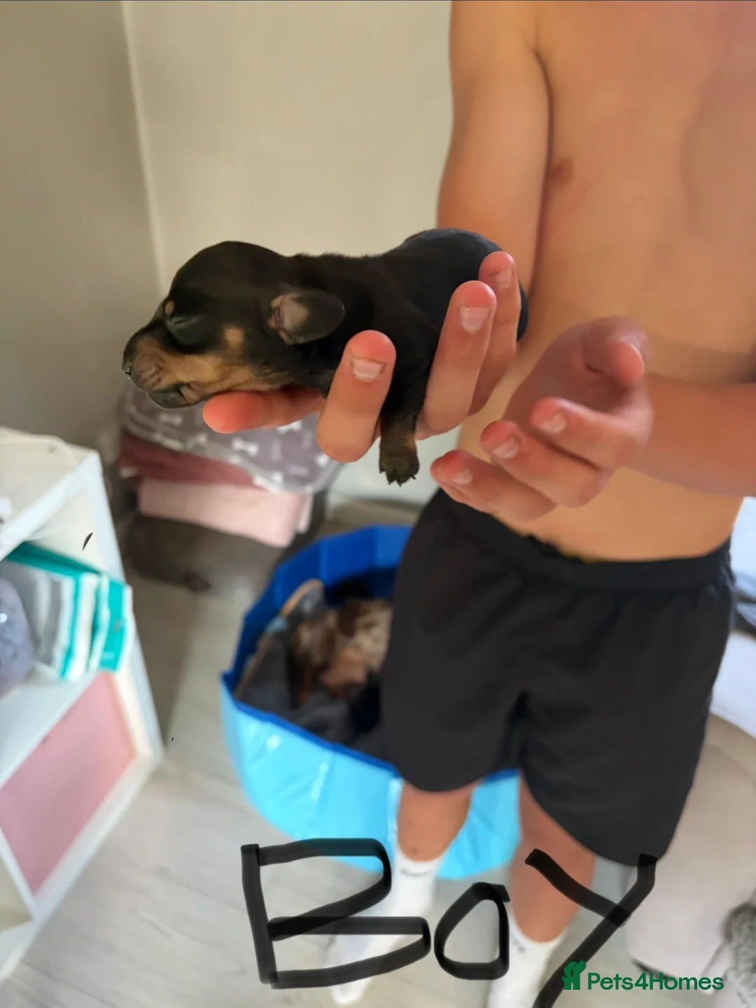 Miniature Dachshund dogs for sale: Kc miniature dachshunds  in Sittingbourne - Advert 2