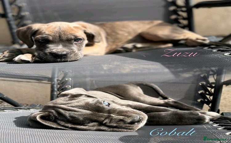 Cane Corso dogs - Advert 1