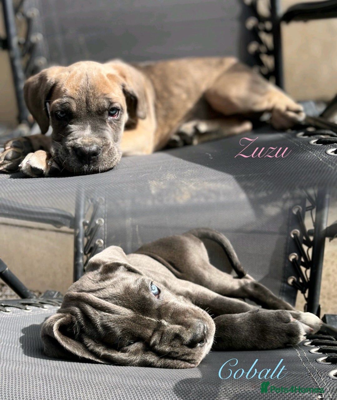 Cane Corso dogs for sale: Purebred Cane Corso puppies  - Image 1