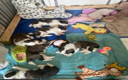 Saint Bernard dogs for sale: Gorgeous Saint Bernard puppies looking for homes - Image 11