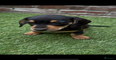 Miniature Dachshund dogs - Advert 8
