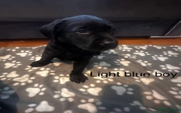 Labrador Retriever dogs for sale:  Labrador puppies - Ready now  in Aberdeen - Image 18