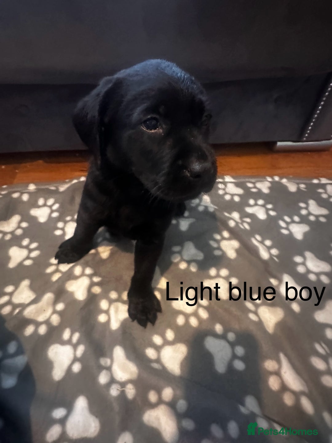 Labrador Retriever dogs for sale:  Labrador puppies - Ready now  in Aberdeen - Image 18