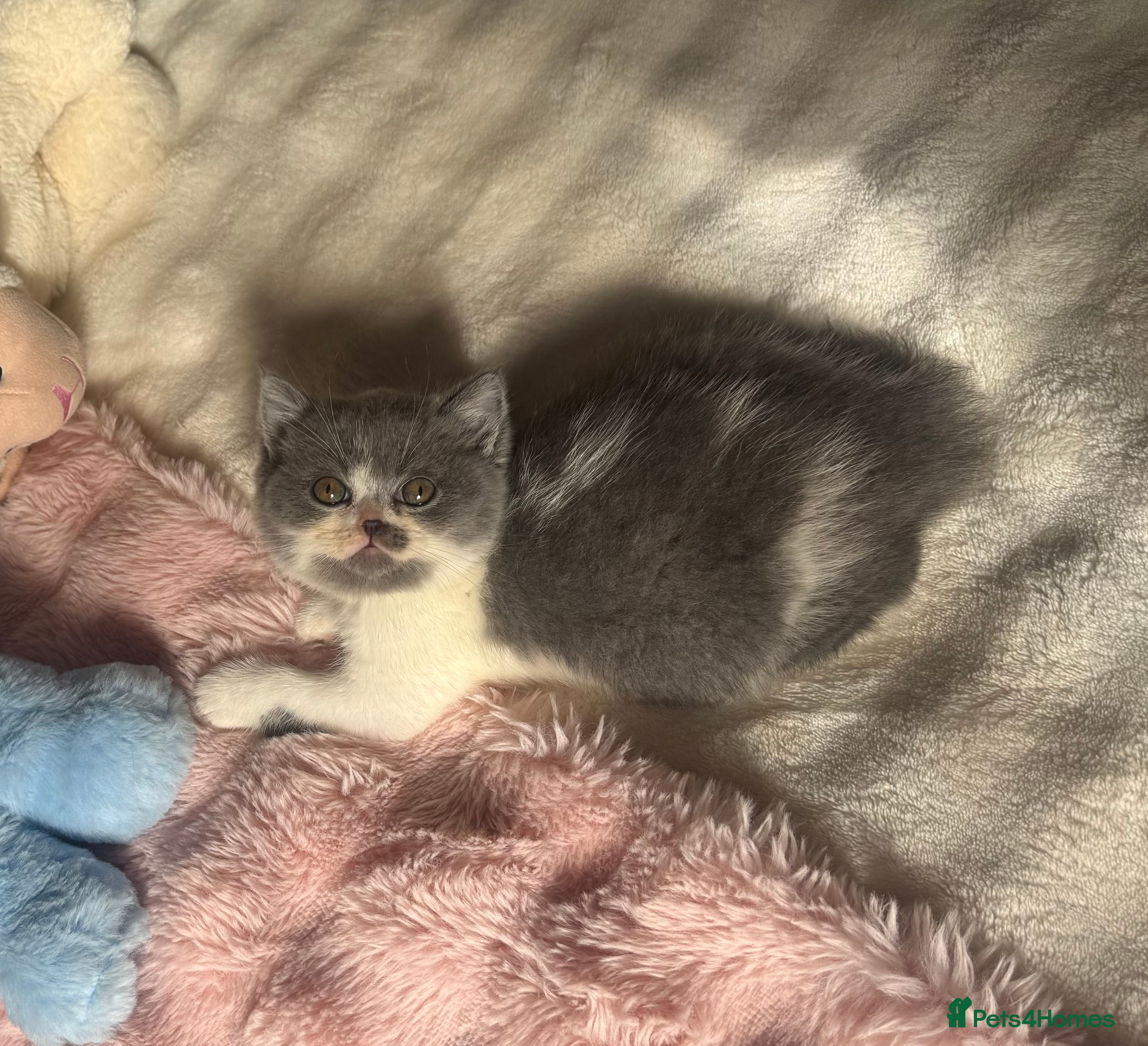 British Shorthair cats Pure British Shorthair outstanding quality 😻🥇🏆 - Advert 8