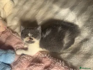 British Shorthair cats Pure British Shorthair outstanding quality 😻🥇🏆 - Advert 12