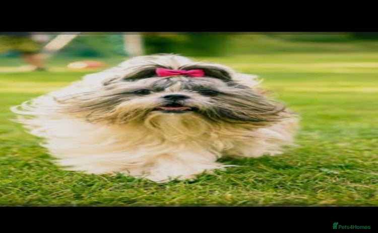 Shih Tzu dogs - Advert 2