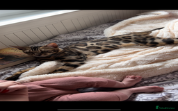 Bengal cats for sale: Adorable Bengal kittens - Image 16
